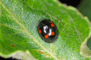 Божья коровка