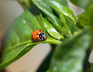 Божья коровка