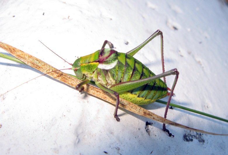 Изофия крымская