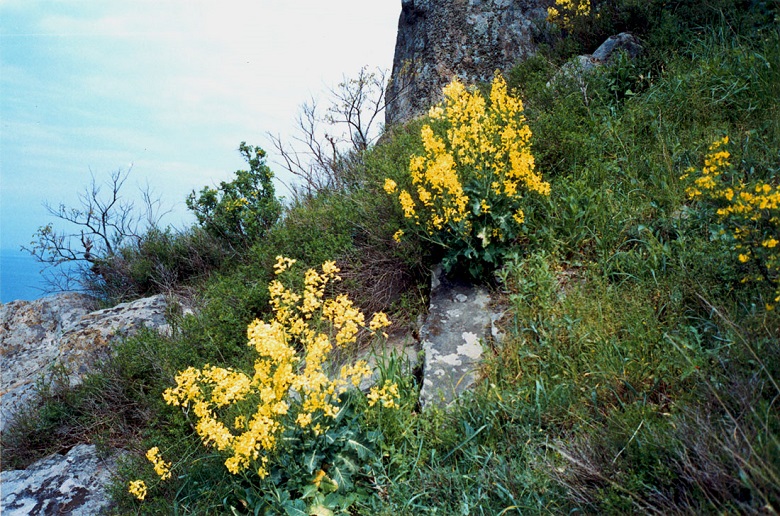 Капуста крымская