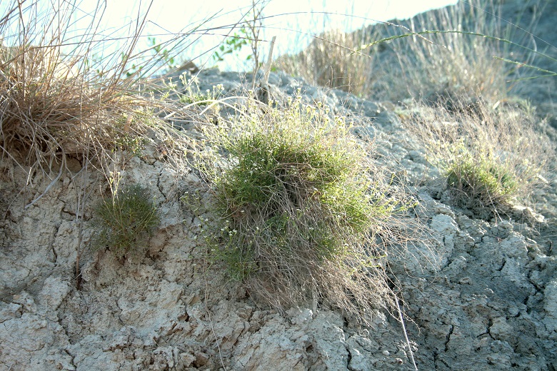 Клоповник Турчанинова