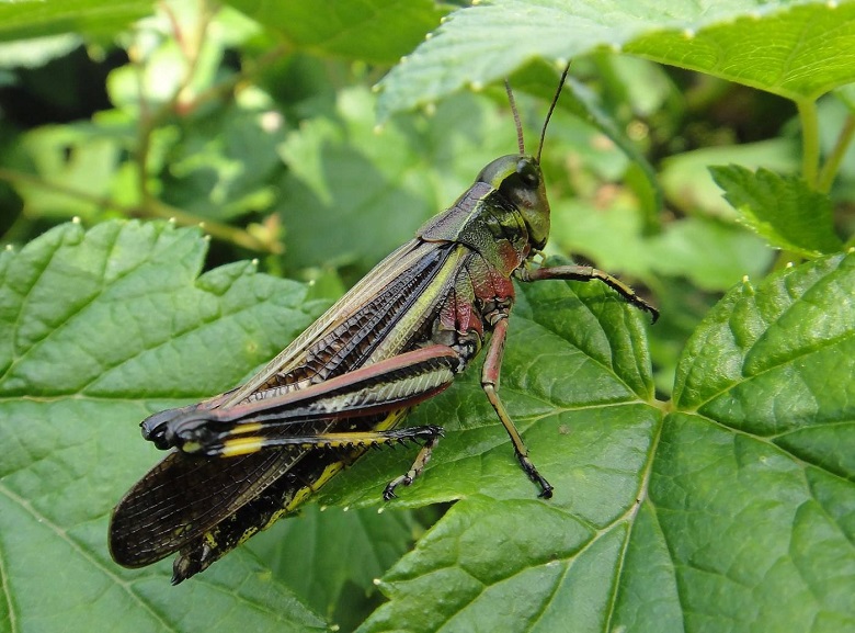 Кобылка степная крымская