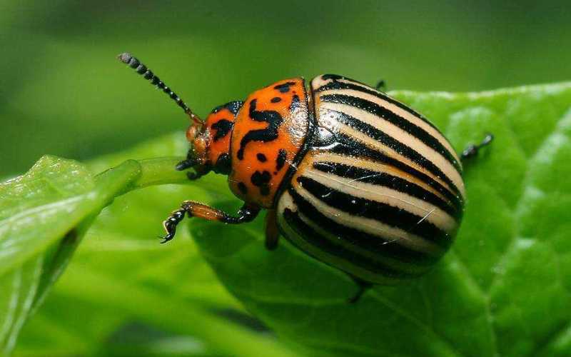 Насекомое колорадского жука