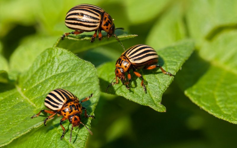 Жуки на картофеле