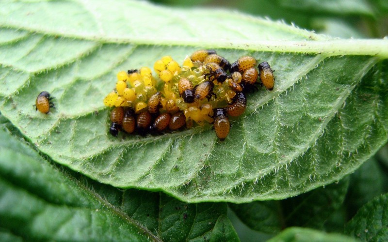 Вылупление жуков