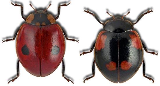 Божья коровка: что ест, сколько живет, как выглядит, сколько ног, среда обитания, враги, размножение