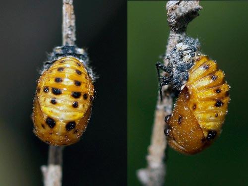 Божья коровка: что ест, сколько живет, как выглядит, сколько ног, среда обитания, враги, размножение