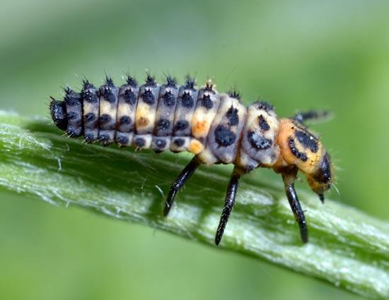 Божья коровка: что ест, сколько живет, как выглядит, сколько ног, среда обитания, враги, размножение