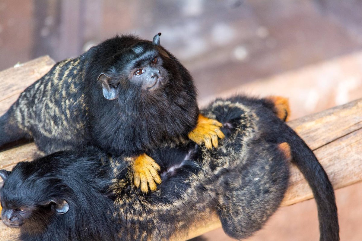 Изображение для статьи о самых маленьких обезьянах в мире