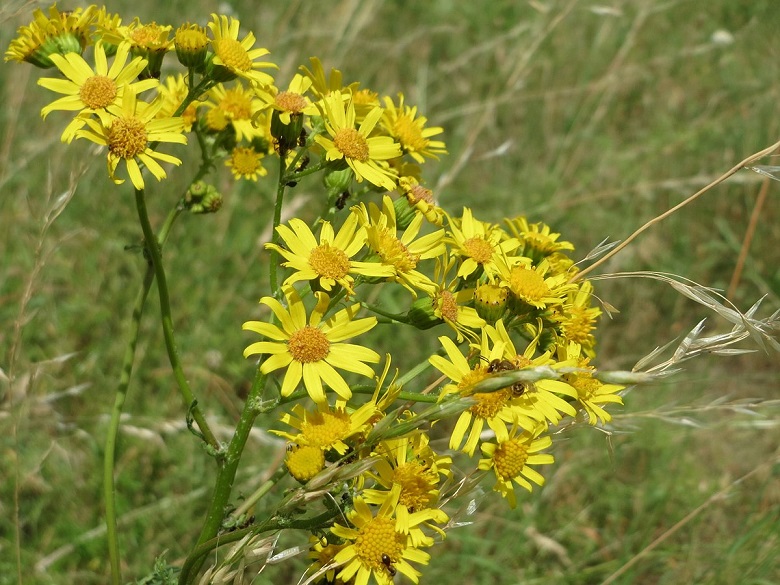 Крестовник крымский