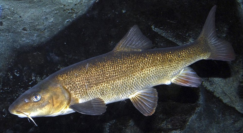 Крымский усач