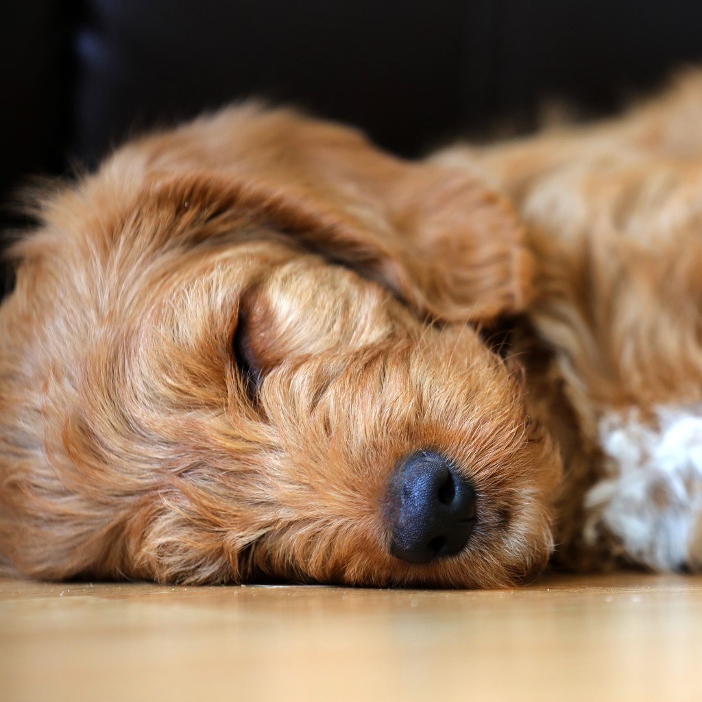 Маленькая соня