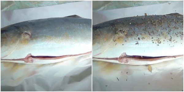 Лакедра - что за рыба, как готовить