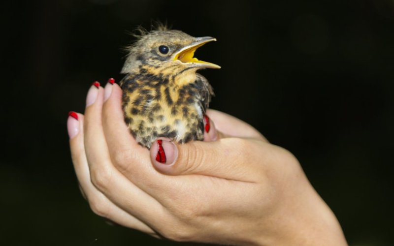 Птенец лесного конька Птенец лесного конька