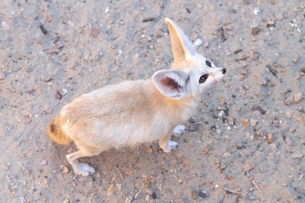 Лиса фенек (95 фото): описание и характер животного, образ жизни, враги, питание и содержания