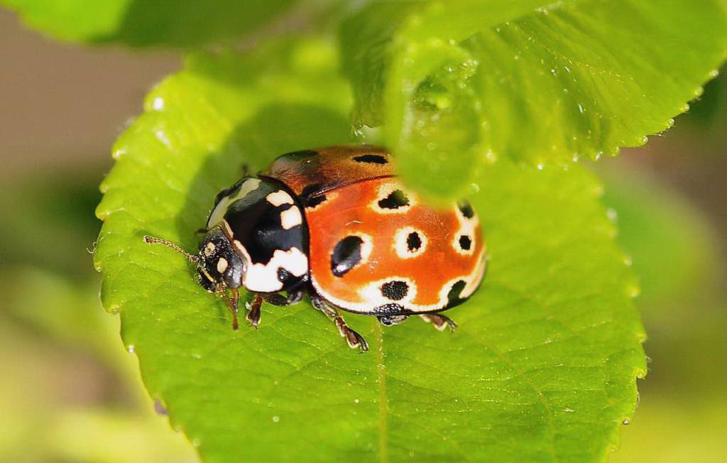 Божья коровка: что ест, сколько живет, как выглядит, сколько ног, среда обитания, враги, размножение