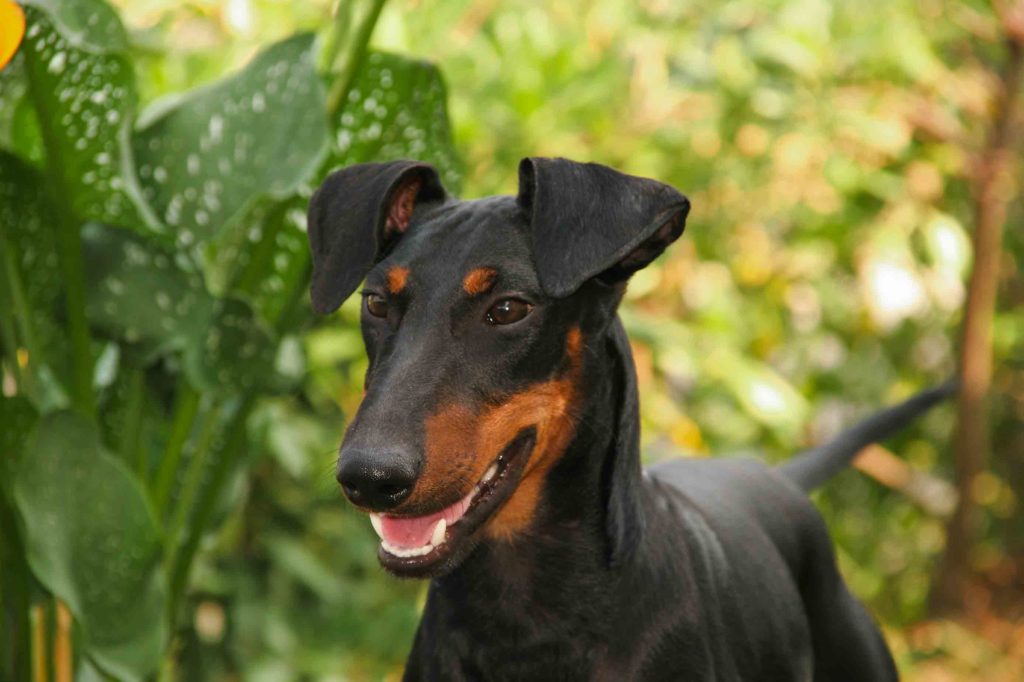 Manchester Terrier