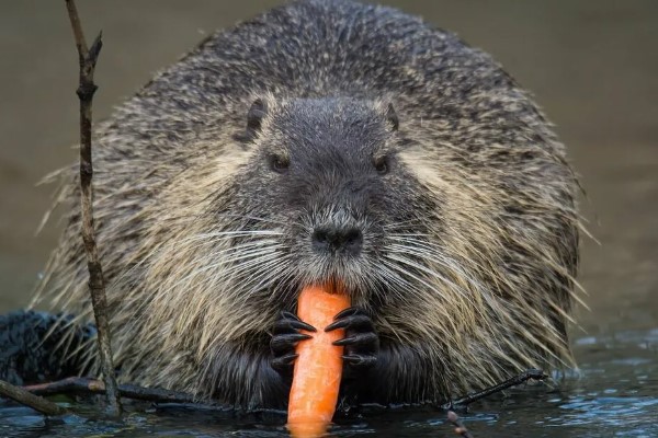 Мускусная крыса: описание ондатры, где живут, интересные факты