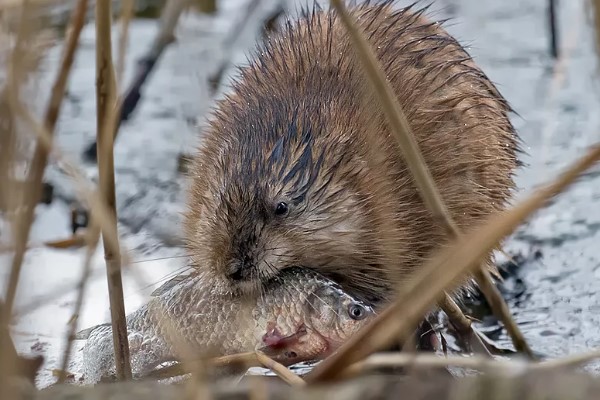 Мускусная крыса: описание ондатры, где живут, интересные факты