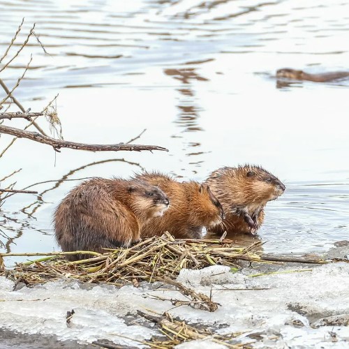 Мускусная крыса: описание ондатры, где живут, интересные факты