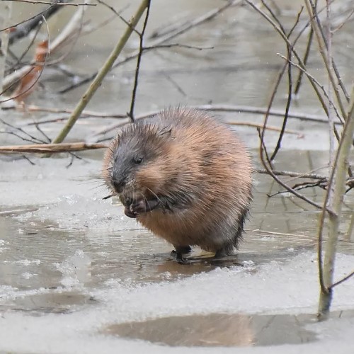 Мускусная крыса: описание ондатры, где живут, интересные факты