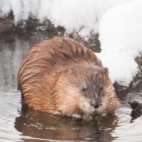Мускусная крыса: описание ондатры, где живут, интересные факты