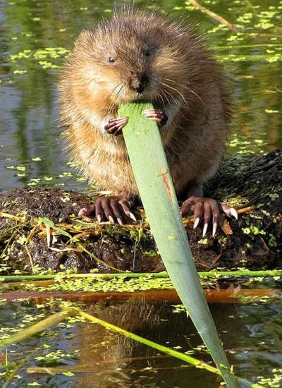Мускусная крыса: описание ондатры, где живут, интересные факты