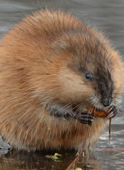 Мускусная крыса: описание ондатры, где живут, интересные факты