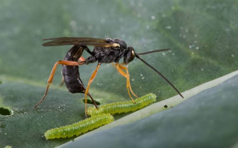 Оставляет яйца в личинке Оставляет яйца в личинке