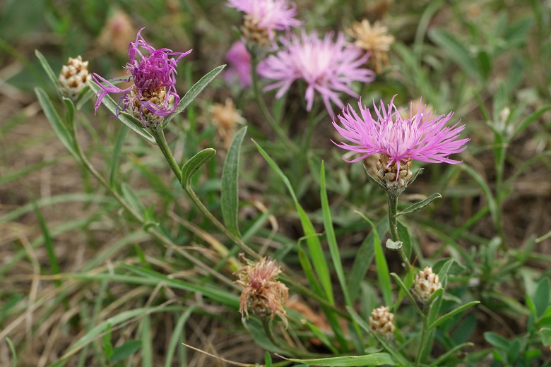 Наголоватка грязная