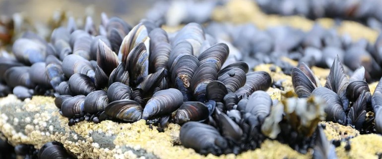 Нарвал: Северный миролюбивый великан