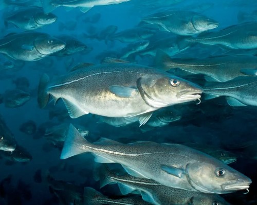 Нарвал: Северный миролюбивый великан