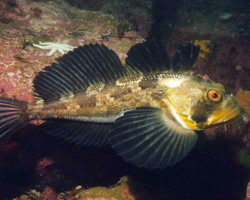 Нарвал: Северный миролюбивый великан