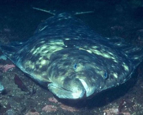 Нарвал: Северный миролюбивый великан