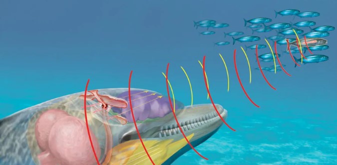 Нарвал: Северный миролюбивый великан