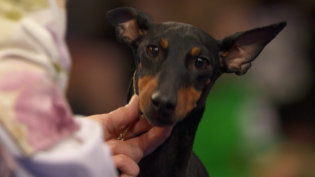 Manchester Terrier