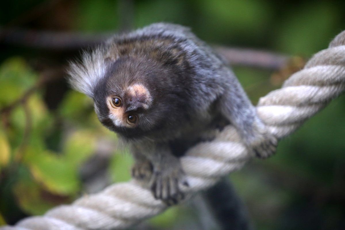 Изображение для статьи о самых маленьких обезьянах в мире