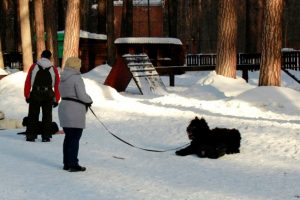 Черный терьер: характер, описание, характеристика собаки, большой и маленький, особенности русской породы, продолжительность жизни