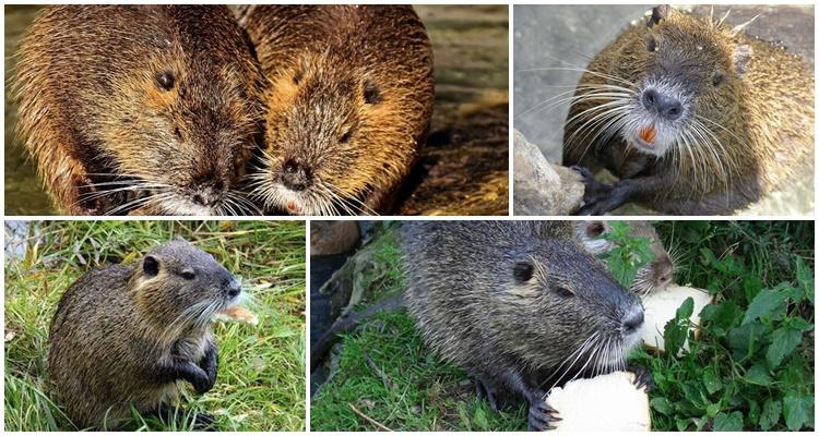 Цветные породы