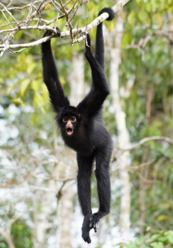 Паукообразная обезьяна: примат с цепким хвостом