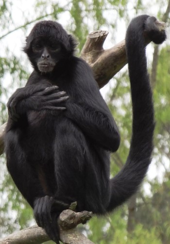 Паукообразная обезьяна: примат с цепким хвостом