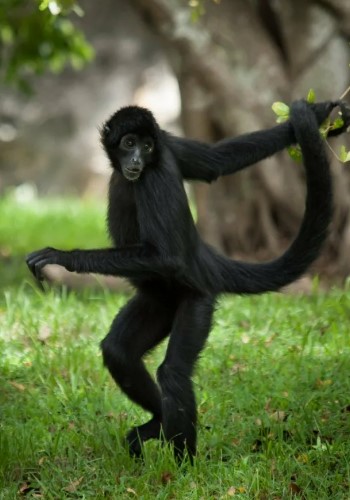 Паукообразная обезьяна: примат с цепким хвостом