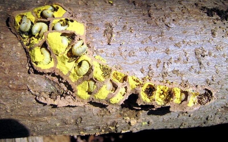 Личинки пчелы-плотника