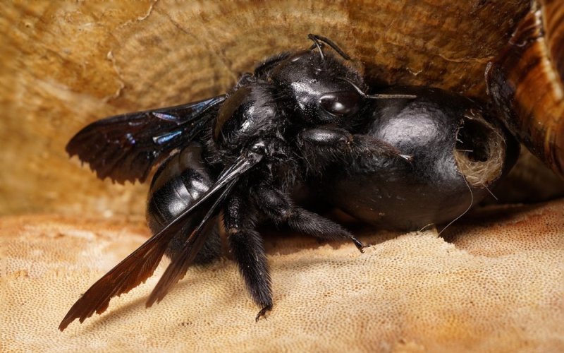 Пчелиное гнездо плотника