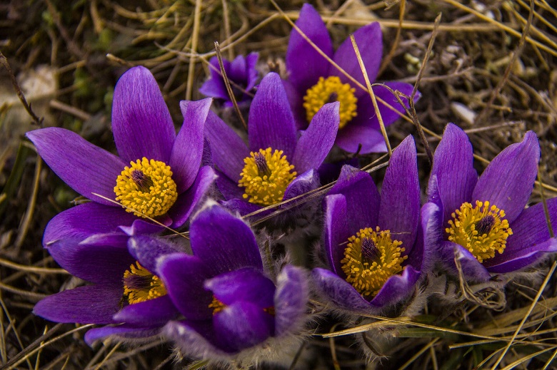 Прострел крымский