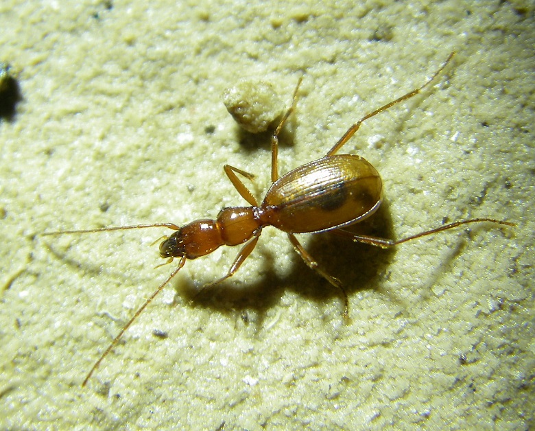 Псевдафенопс таврический