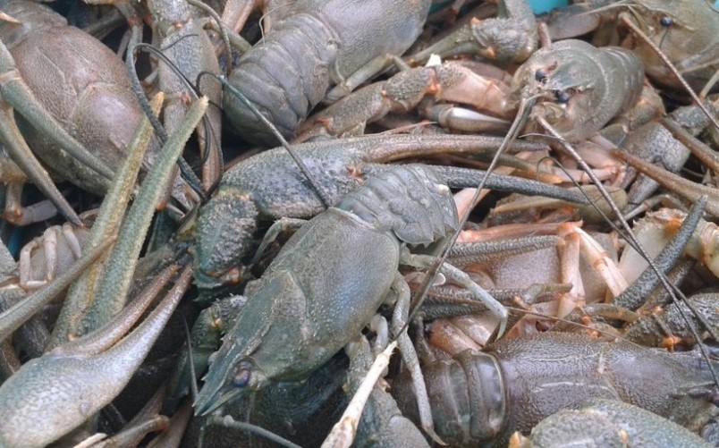 Раки на Волге