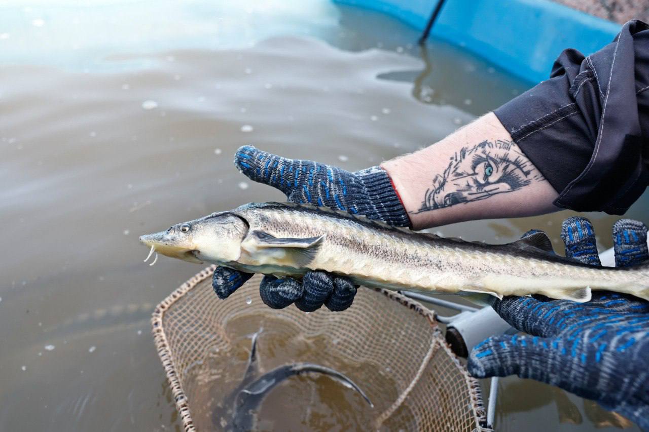 Русский осетр