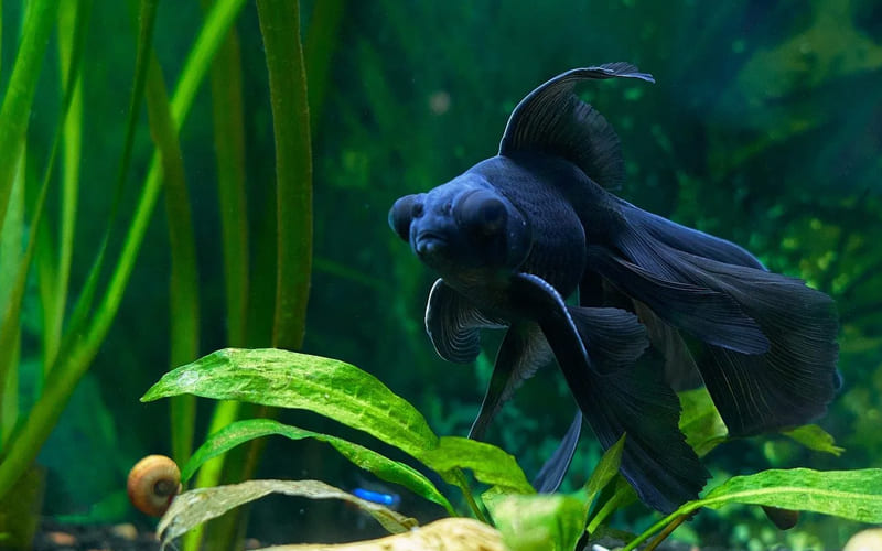 Рыбки телескопы