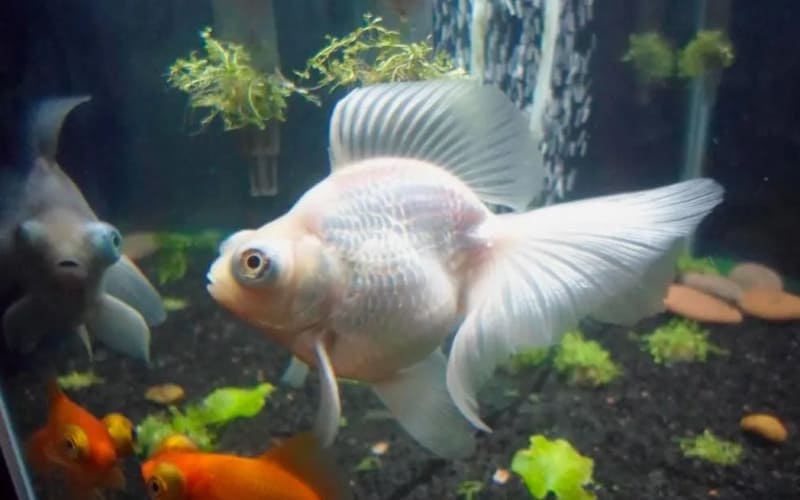 Рыбки телескопы